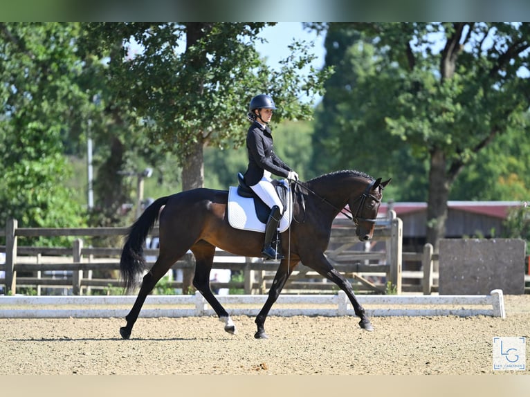 KWPN Mare 6 years 16,1 hh Bay-Dark in Notre dame de livaye