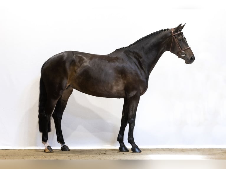 KWPN Mare 6 years 16,1 hh Bay-Dark in Waddinxveen