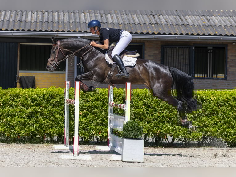 KWPN Mare 6 years 16,1 hh Bay-Dark in Waddinxveen