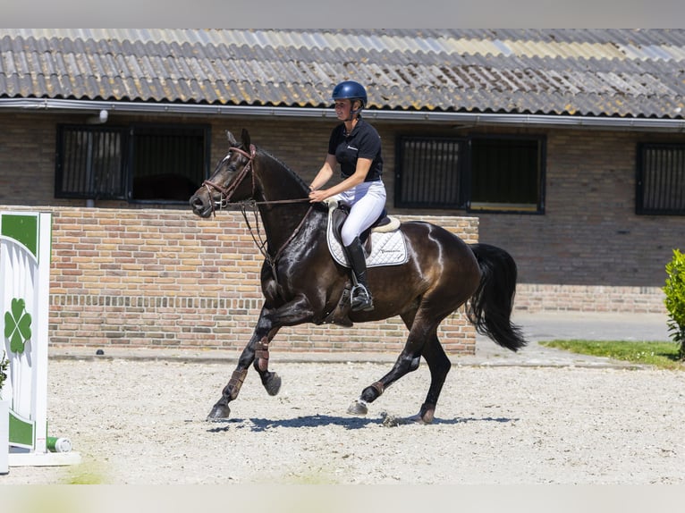 KWPN Mare 6 years 16,1 hh Bay-Dark in Waddinxveen
