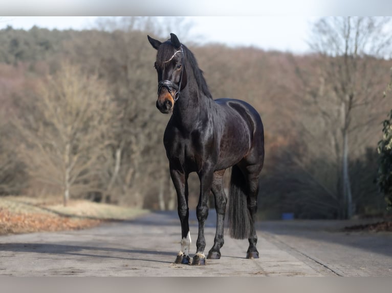 KWPN Mare 6 years 16,1 hh Bay-Dark in Windhagen