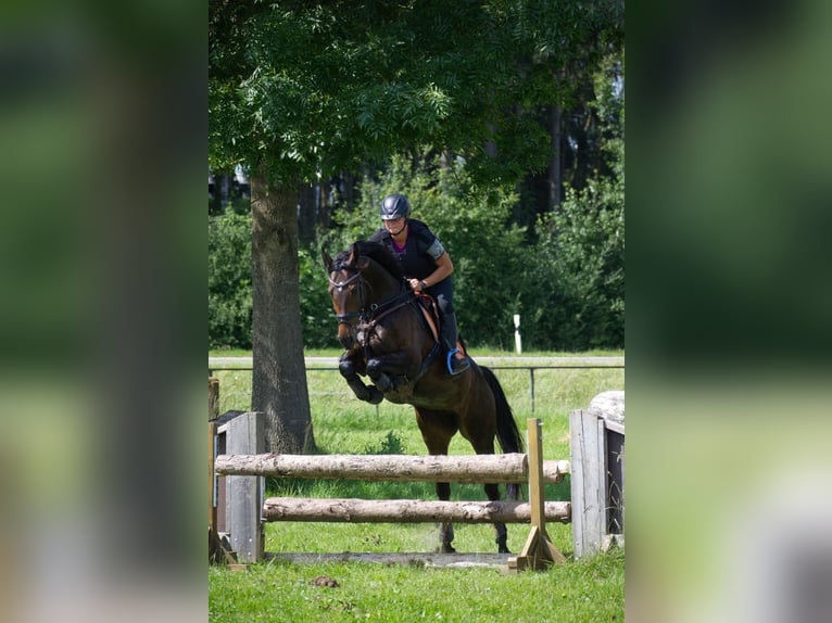KWPN Mare 6 years 16,1 hh Bay-Dark in Metzingen