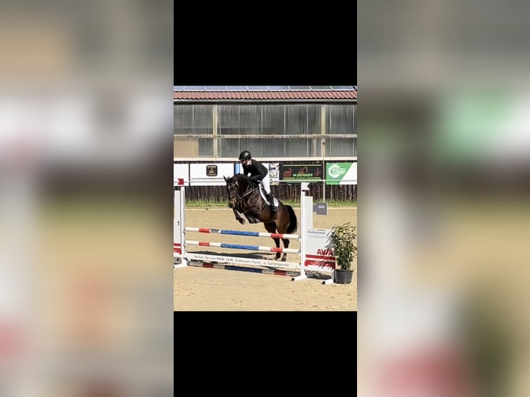 KWPN Mare 6 years 16,1 hh Bay-Dark in Metzingen