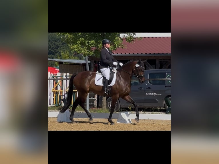 KWPN Mare 6 years 16,1 hh Bay-Dark in Metzingen