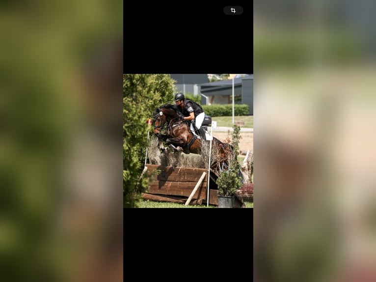KWPN Mare 6 years 16,1 hh Bay-Dark in Metzingen