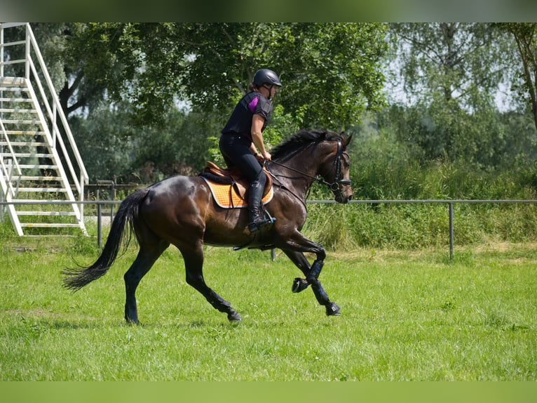 KWPN Mare 6 years 16,1 hh Bay-Dark in Metzingen