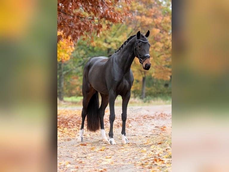 KWPN Mare 6 years 16,1 hh Brown in Peer