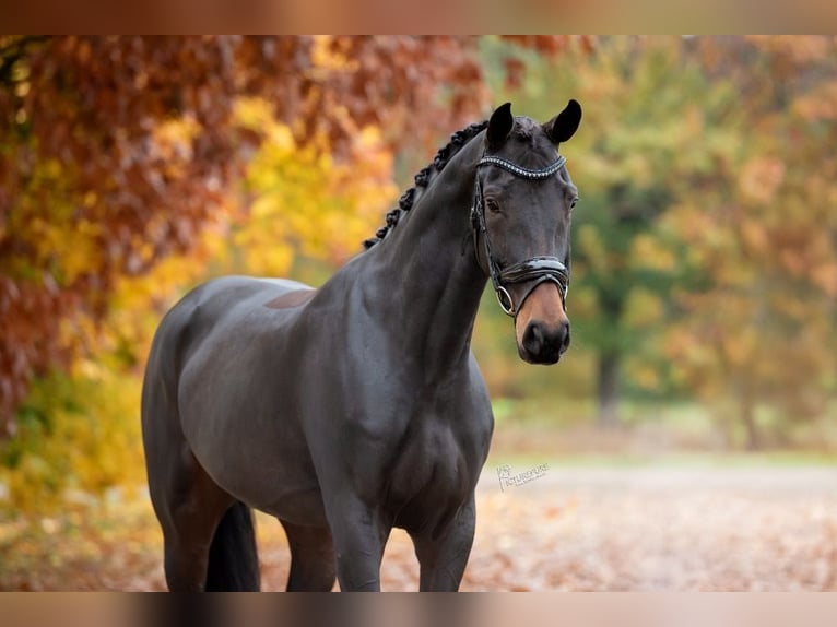 KWPN Mare 6 years 16,1 hh Brown in Peer