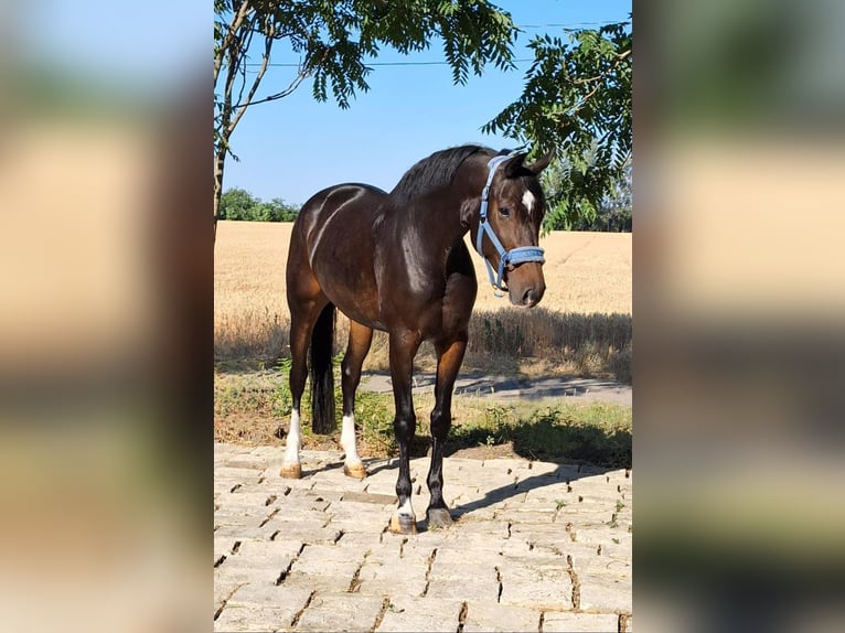 KWPN Mare 6 years 16,1 hh Brown in B&#xE9;k&#xE9;sszentandr&#xE1;s