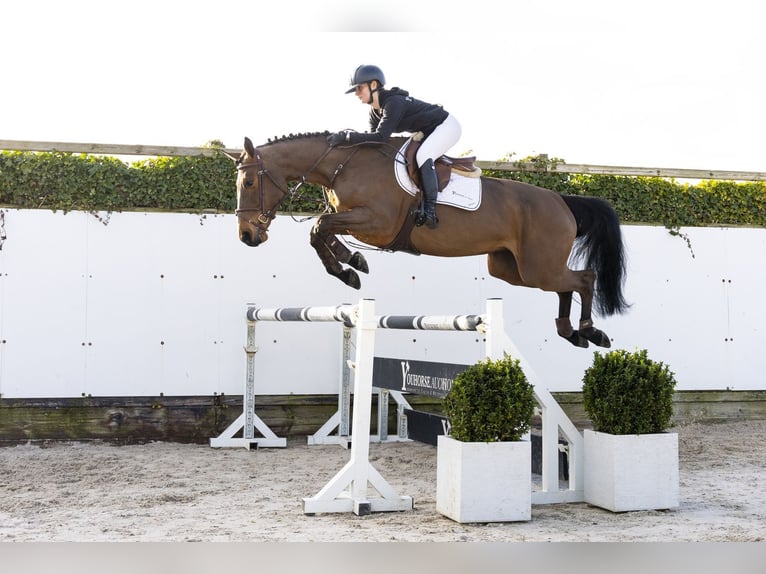 KWPN Mare 6 years 16,1 hh Brown in Waddinxveen