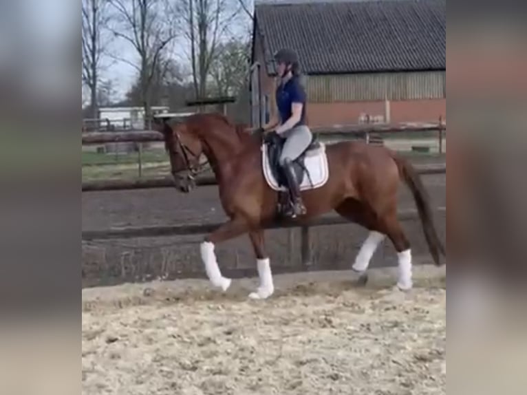 KWPN Mare 6 years 16,1 hh Chestnut in Hamm