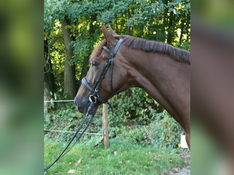 KWPN Mare 6 years 16,1 hh Chestnut-Red in Doornspijk