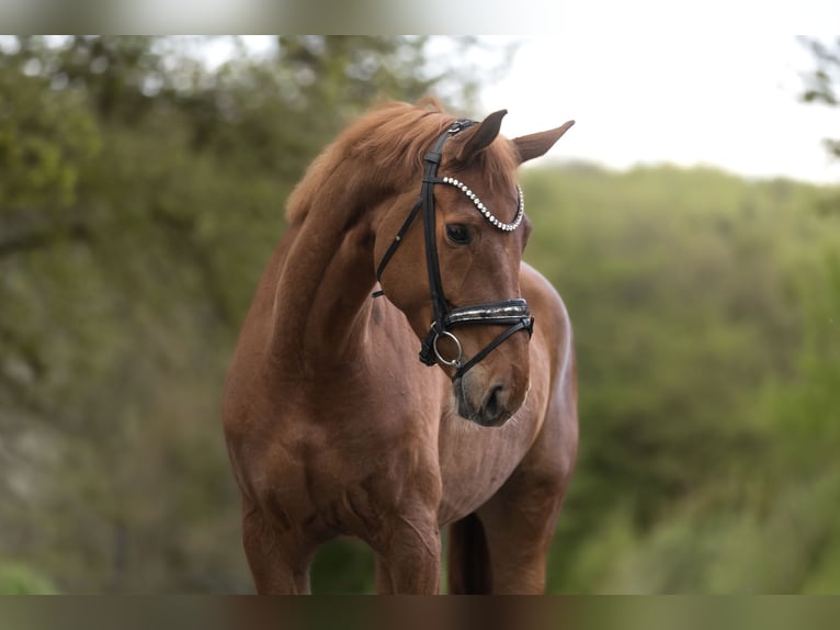 KWPN Mare 6 years 16,1 hh Chestnut-Red in Windhagen