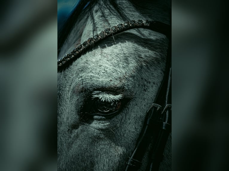 KWPN Mare 6 years 16,1 hh Gray-Dark-Tan in Nettersheim