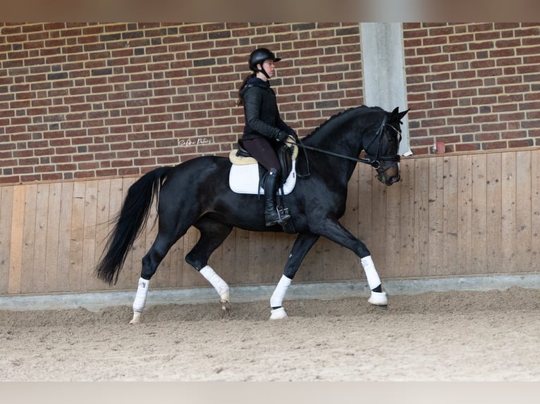 KWPN Mare 6 years 16,1 hh Smoky-Black in Goch