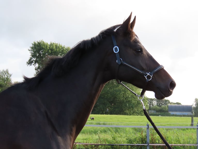 KWPN Mare 6 years 16,1 hh Smoky-Black in Witmarsum
