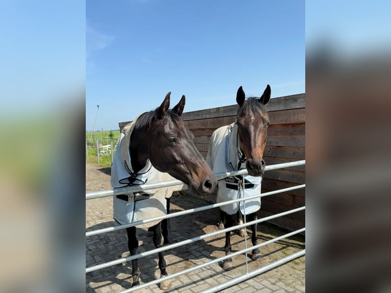 KWPN Mare 6 years 16,1 hh Smoky-Black in Witmarsum