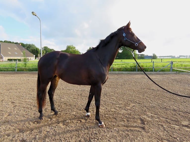 KWPN Mare 6 years 16,1 hh Smoky-Black in Witmarsum