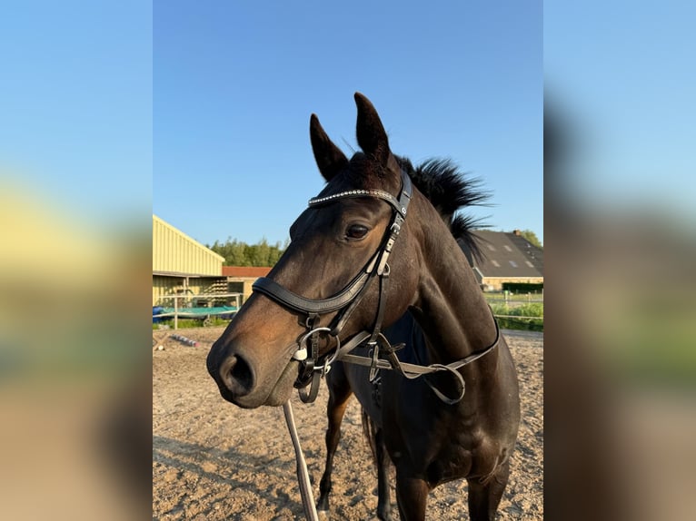 KWPN Mare 6 years 16,1 hh Smoky-Black in Witmarsum