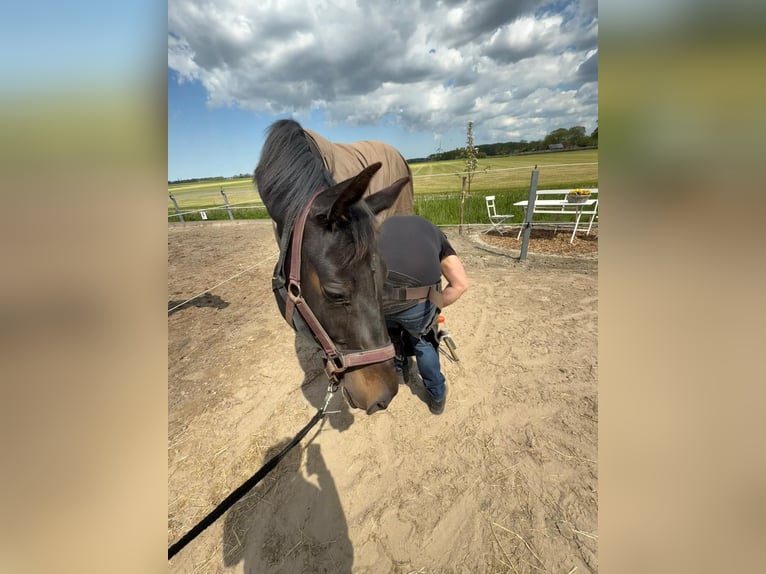 KWPN Mare 6 years 16,1 hh Smoky-Black in Witmarsum