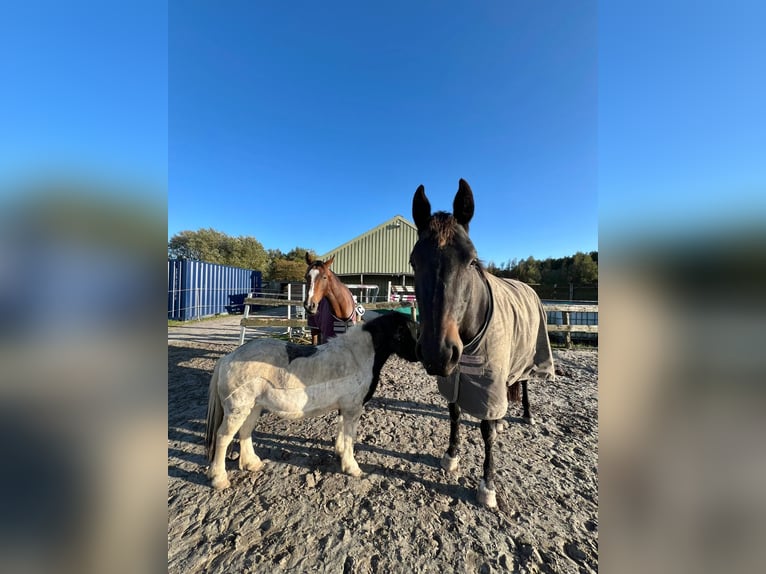 KWPN Mare 6 years 16,1 hh Smoky-Black in Witmarsum