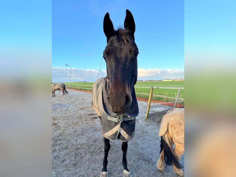 KWPN Mare 6 years 16,1 hh Smoky-Black in Witmarsum