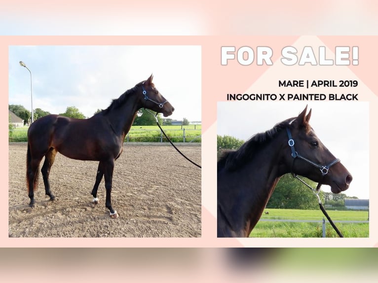 KWPN Mare 6 years 16,1 hh Smoky-Black in Witmarsum