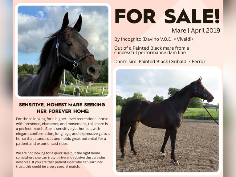 KWPN Mare 6 years 16,1 hh Smoky-Black in Witmarsum