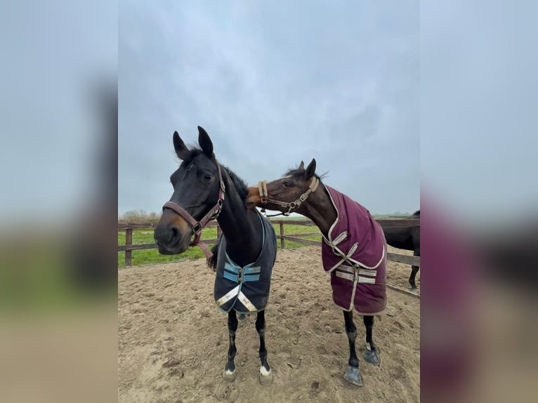 KWPN Mare 6 years 16,1 hh Smoky-Black in Witmarsum