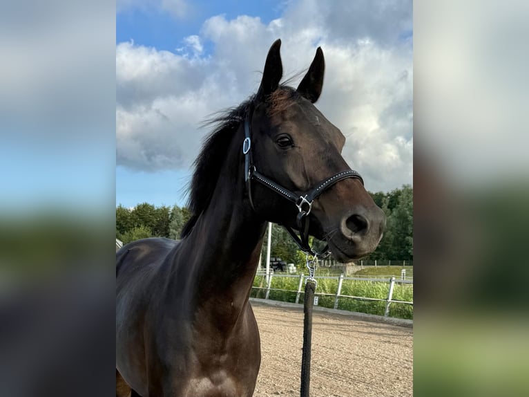 KWPN Mare 6 years 16,1 hh Smoky-Black in Witmarsum