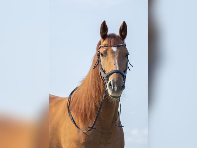 KWPN Mare 6 years 16,1 hh Sorrel in Schiedam