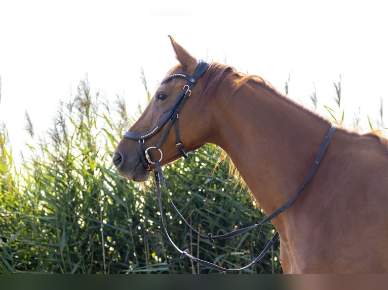 KWPN Mare 6 years 16,1 hh Sorrel in Schiedam