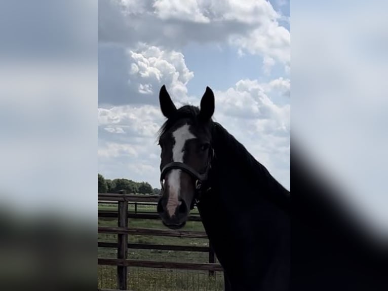 KWPN Mix Mare 6 years 16,2 hh Bay-Dark in Gouda