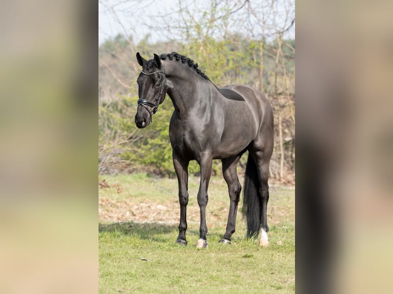 KWPN Mare 6 years 16,2 hh Black in Peer
