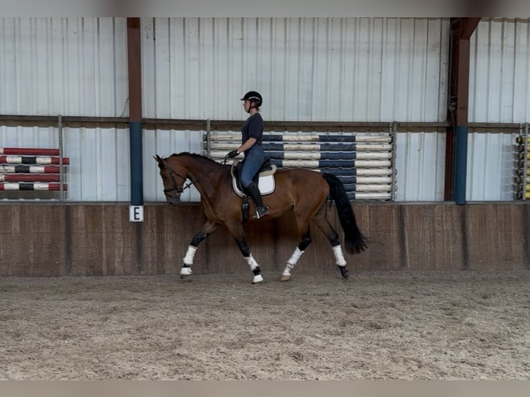 KWPN Mare 6 years 16,2 hh Brown in Oud Gastel