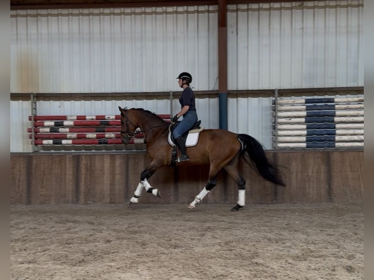KWPN Mare 6 years 16,2 hh Brown in Oud Gastel