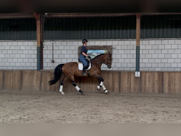 KWPN Mare 6 years 16,2 hh Brown in Oud Gastel