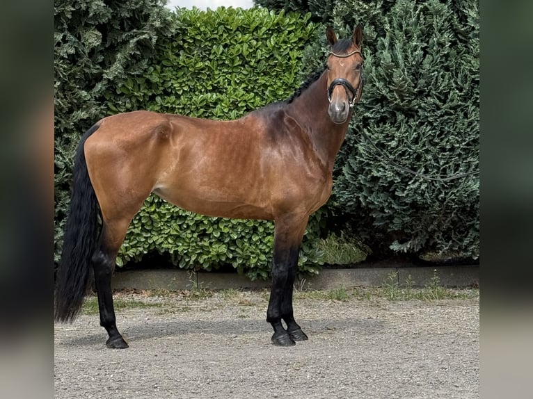 KWPN Mare 6 years 16,2 hh Brown in Oud Gastel