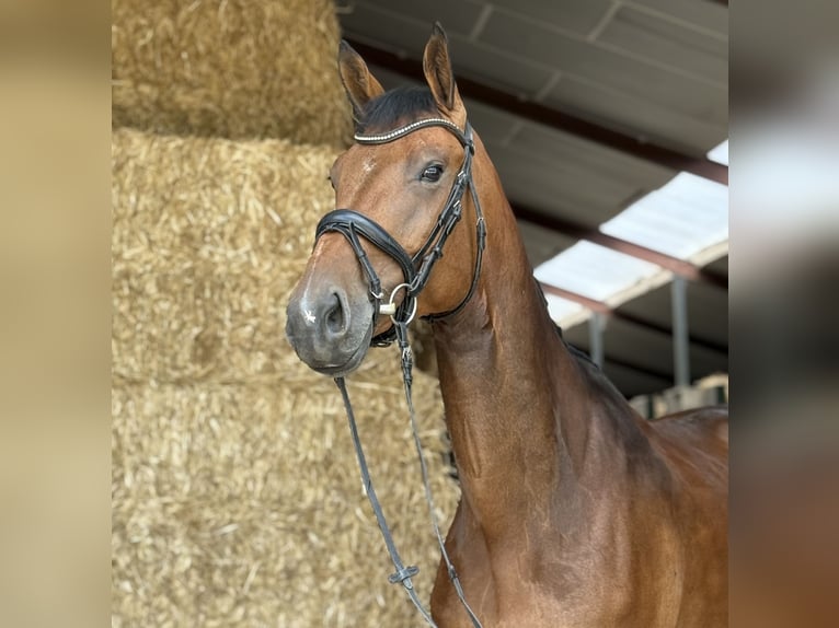KWPN Mare 6 years 16,2 hh Brown in Oud Gastel
