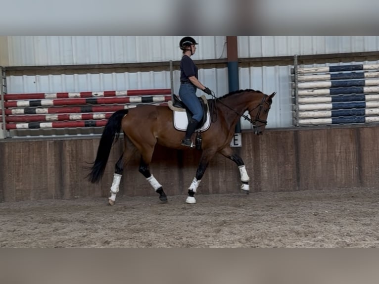 KWPN Mare 6 years 16,2 hh Brown in Oud Gastel