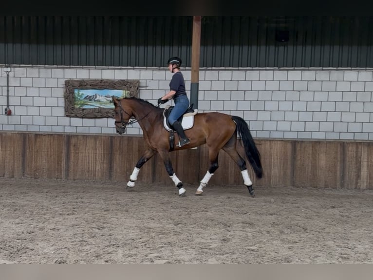 KWPN Mare 6 years 16,2 hh Brown in Oud Gastel