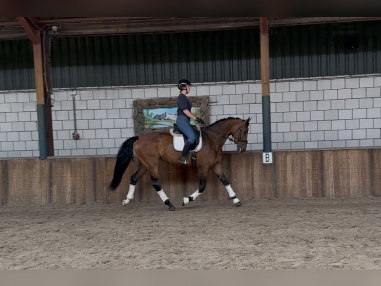 KWPN Mare 6 years 16,2 hh Brown in Oud Gastel