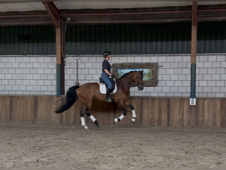KWPN Mare 6 years 16,2 hh Brown in Oud Gastel