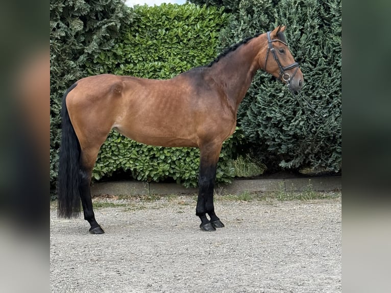 KWPN Mare 6 years 16,2 hh Brown in Oud Gastel