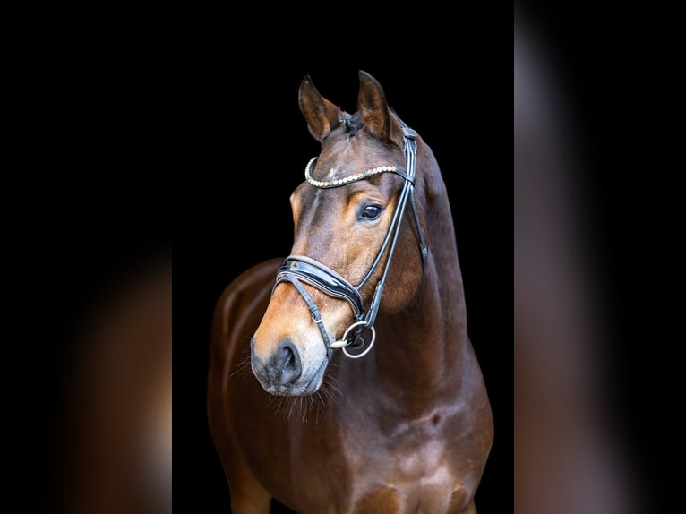 KWPN Mare 6 years 16,2 hh Brown in Rosenheim