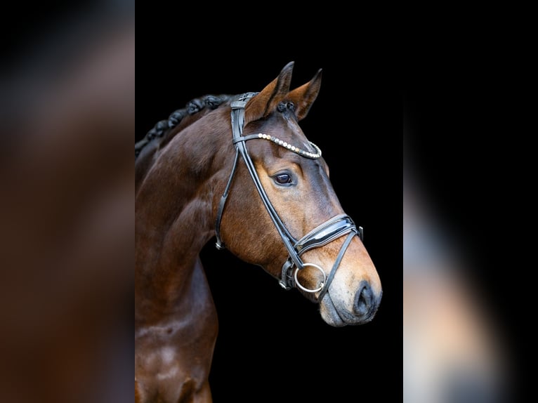 KWPN Mare 6 years 16,2 hh Brown in Rosenheim