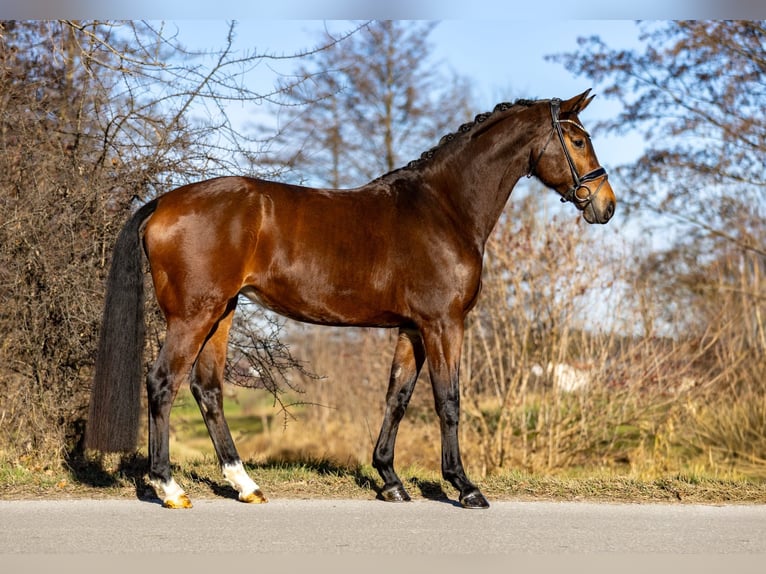 KWPN Mare 6 years 16,2 hh Brown in Rosenheim