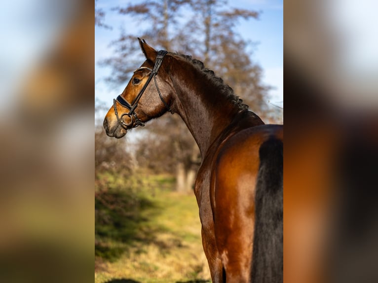 KWPN Mare 6 years 16,2 hh Brown in Rosenheim