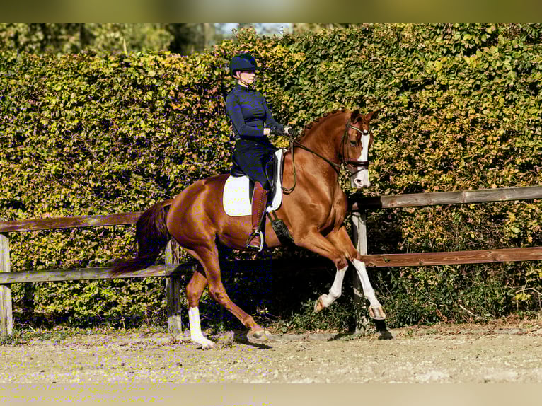 KWPN Mare 6 years 16,2 hh Chestnut-Red in Spijk