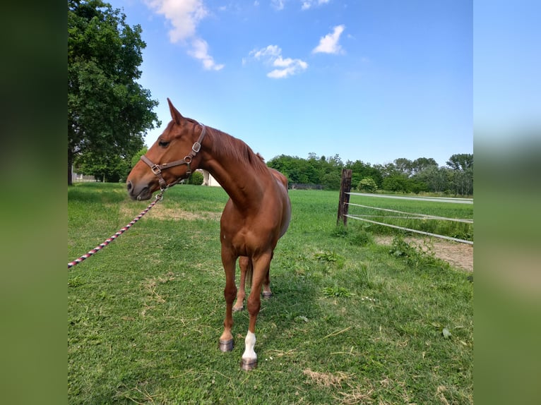 KWPN Mare 6 years 16,2 hh Chestnut-Red in ARGENTA